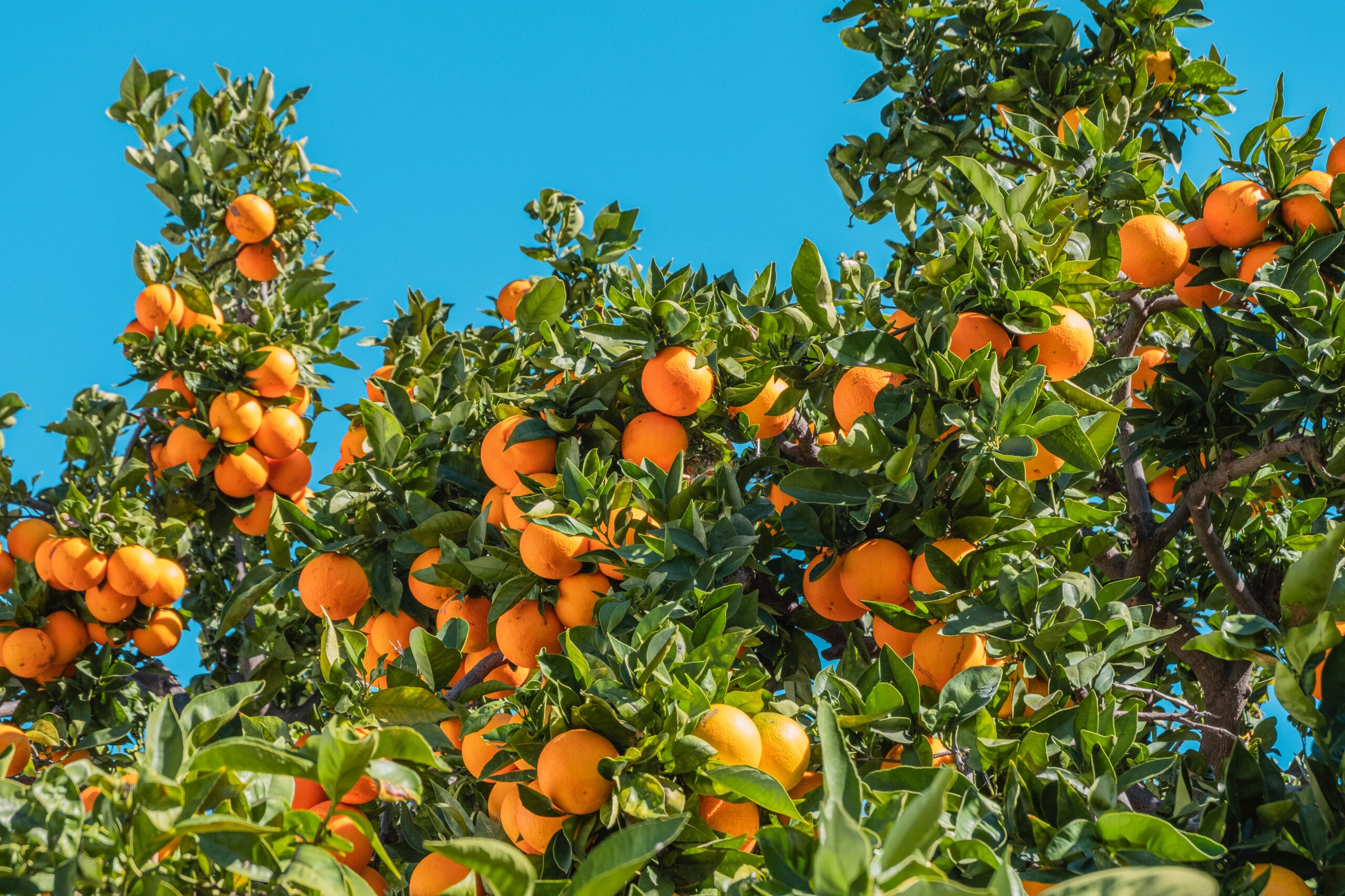 Picture of oranges growing in the sun